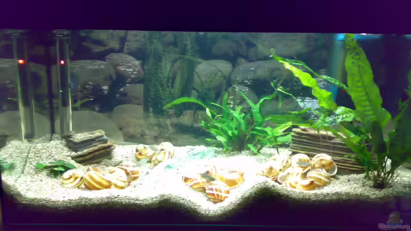 Aquarium Hauptansicht von Becken 5850 Aquarium Hauptansicht von Becken 5850