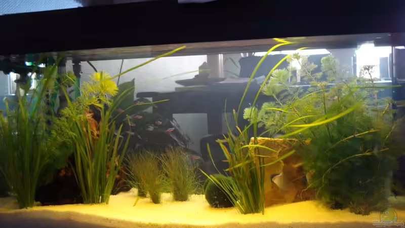 Aquarium Hauptansicht von Becken 5884 Aquarium Hauptansicht von Becken 5884