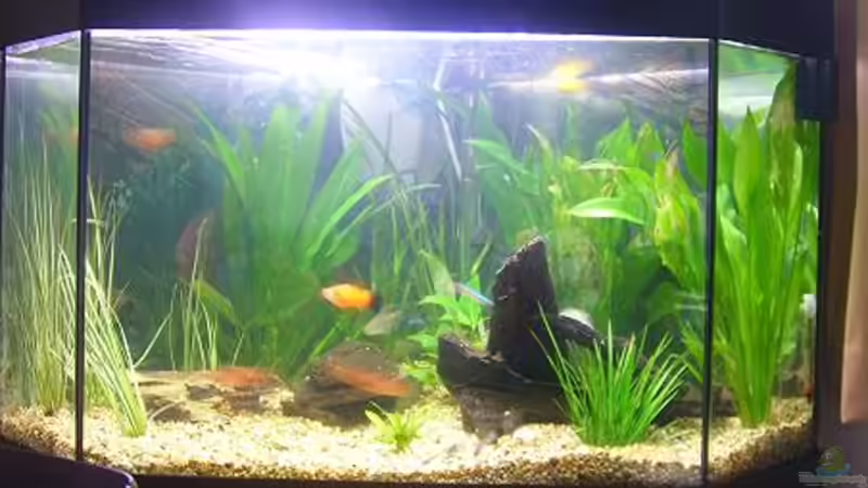 Aquarium Hauptansicht von Becken 5893 Aquarium Hauptansicht von Becken 5893