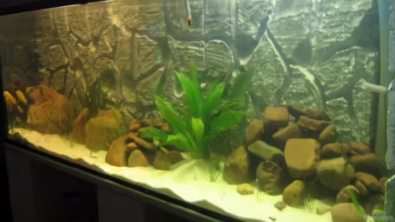 Aquarium Hauptansicht von Becken 5903 Aquarium Hauptansicht von Becken 5903