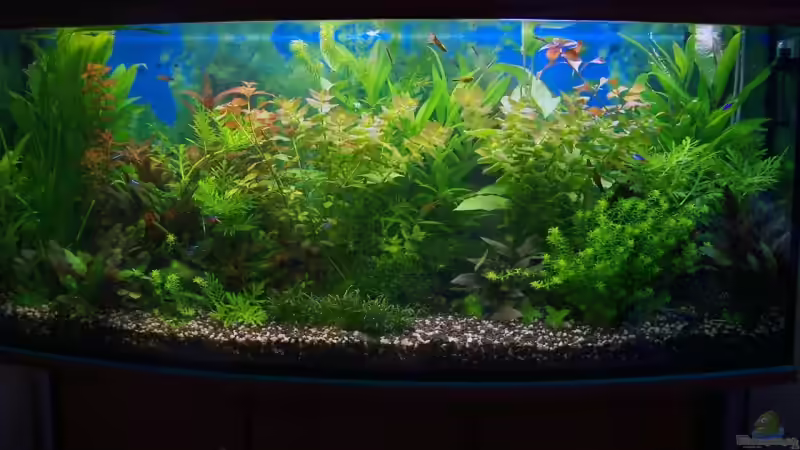 Aquarium Hauptansicht von Becken 5908 Aquarium Hauptansicht von Becken 5908