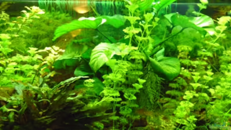 Aquarium Hauptansicht von Becken 5912 Aquarium Hauptansicht von Becken 5912