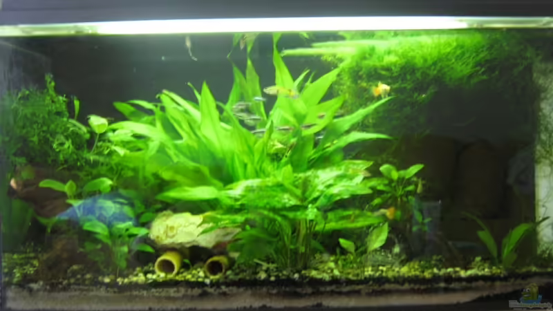 Aquarium Hauptansicht von Becken 5980 Aquarium Hauptansicht von Becken 5980