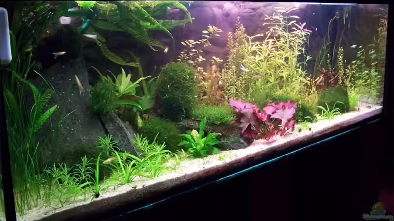 Aquarium Hauptansicht von Becken 6020 Aquarium Hauptansicht von Becken 6020