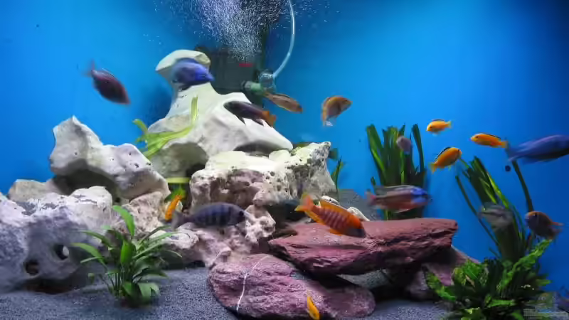 Aquarium Hauptansicht von Becken 61 Aquarium Hauptansicht von Becken 61