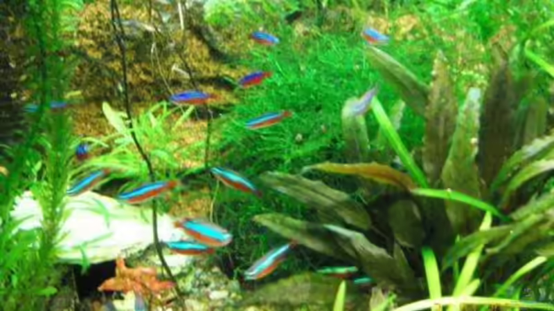 Aquarium Hauptansicht von Becken 6146 Aquarium Hauptansicht von Becken 6146