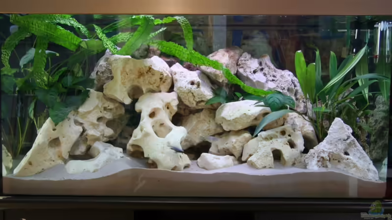 Aquarium Hauptansicht von Becken 6186 Aquarium Hauptansicht von Becken 6186