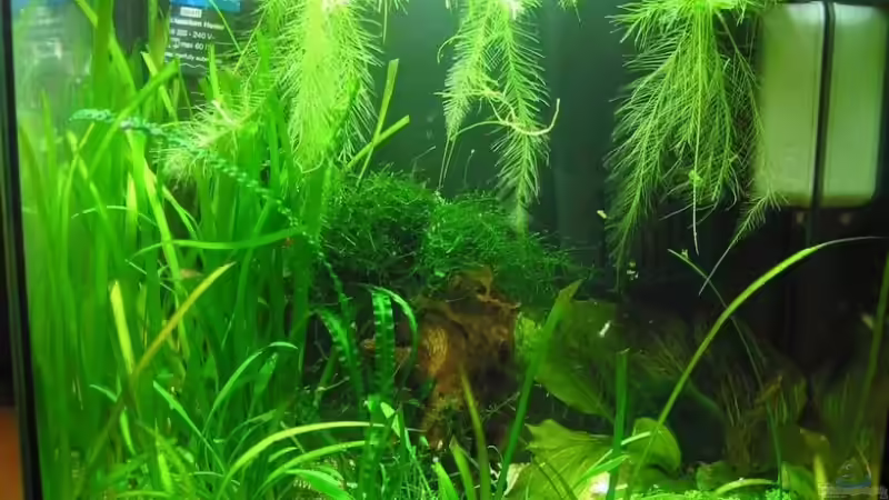 Aquarium Hauptansicht von Becken 6196 Aquarium Hauptansicht von Becken 6196