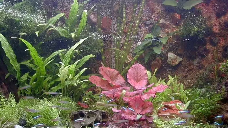 Aquarium Hauptansicht von Becken 6267 Aquarium Hauptansicht von Becken 6267