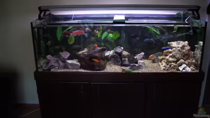 Aquarium Hauptansicht von Becken 6323 Aquarium Hauptansicht von Becken 6323