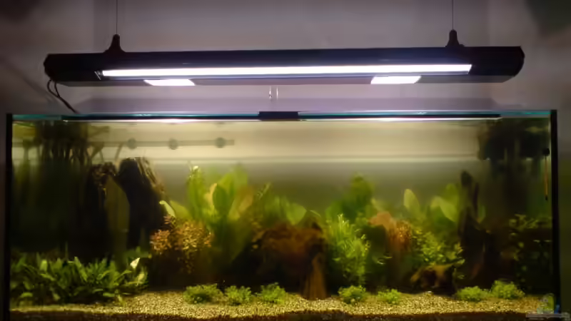 Aquarium Hauptansicht von Becken 6324 Aquarium Hauptansicht von Becken 6324