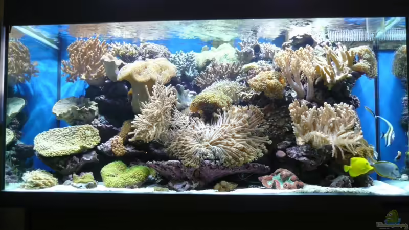 Aquarium Hauptansicht von Becken 6379 Aquarium Hauptansicht von Becken 6379