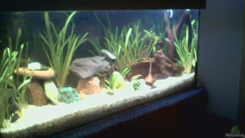 Aquarium Hauptansicht von Becken 6392 Aquarium Hauptansicht von Becken 6392