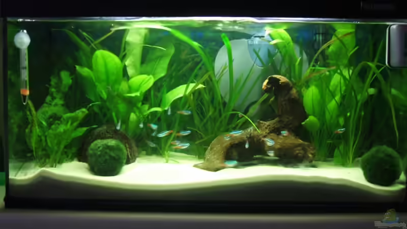 Aquarium Hauptansicht von Becken 6398 Aquarium Hauptansicht von Becken 6398