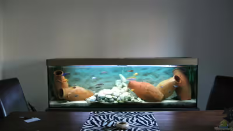 Aquarium Hauptansicht von Becken 64 Aquarium Hauptansicht von Becken 64