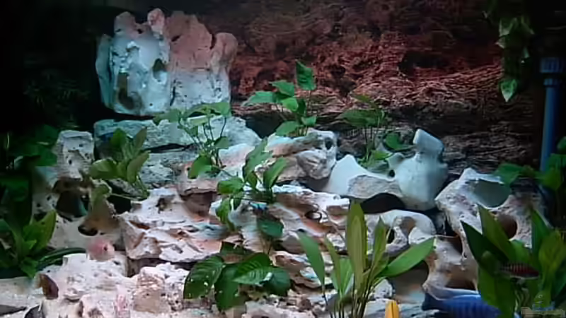 Aquarium Hauptansicht von Becken 643 Aquarium Hauptansicht von Becken 643