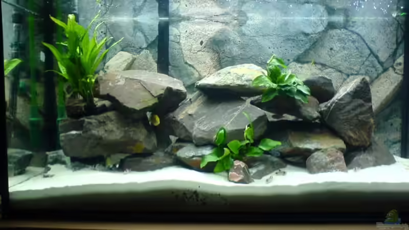 Aquarium Hauptansicht von Becken 6439 Aquarium Hauptansicht von Becken 6439