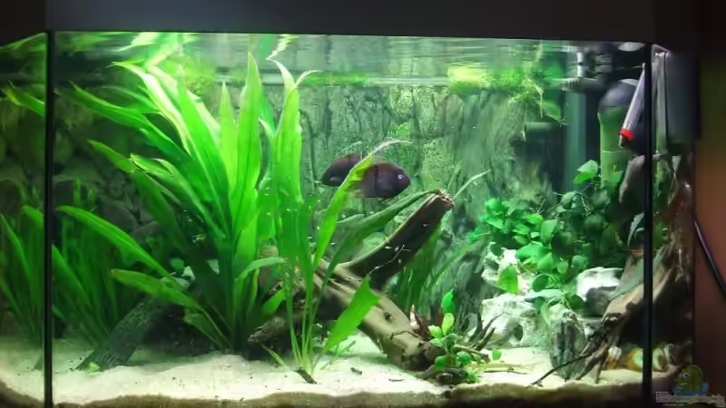 Aquarium Hauptansicht von Becken 6451 Aquarium Hauptansicht von Becken 6451