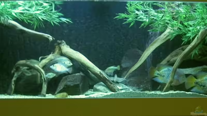 Aquarium Hauptansicht von Becken 6456 Aquarium Hauptansicht von Becken 6456