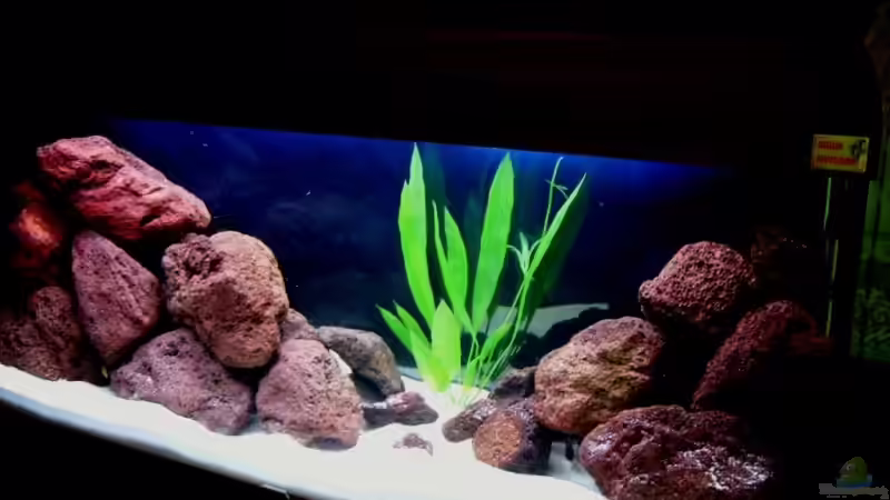 Aquarium Hauptansicht von Becken 6481 Aquarium Hauptansicht von Becken 6481