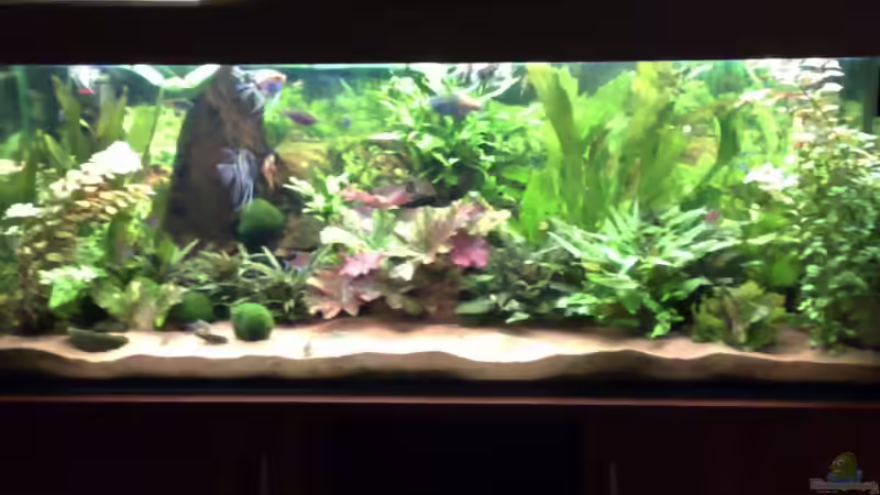 Aquarium Hauptansicht von Becken 6521 Aquarium Hauptansicht von Becken 6521