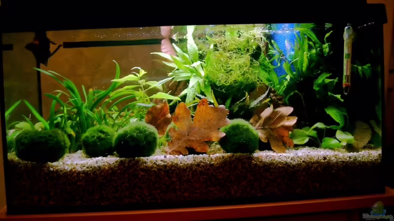 Aquarium Hauptansicht von Becken 6574 Aquarium Hauptansicht von Becken 6574