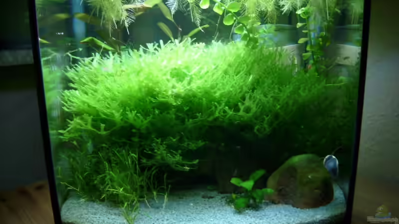 Aquarium Hauptansicht von Becken 6591 Aquarium Hauptansicht von Becken 6591