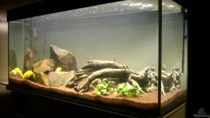 Aquarium Hauptansicht von Becken 6618 Aquarium Hauptansicht von Becken 6618