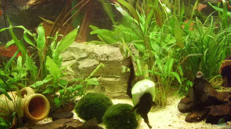 Aquarium Hauptansicht von Becken 6624 Aquarium Hauptansicht von Becken 6624