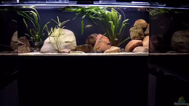 Aquarium Hauptansicht von Becken 6629 Aquarium Hauptansicht von Becken 6629