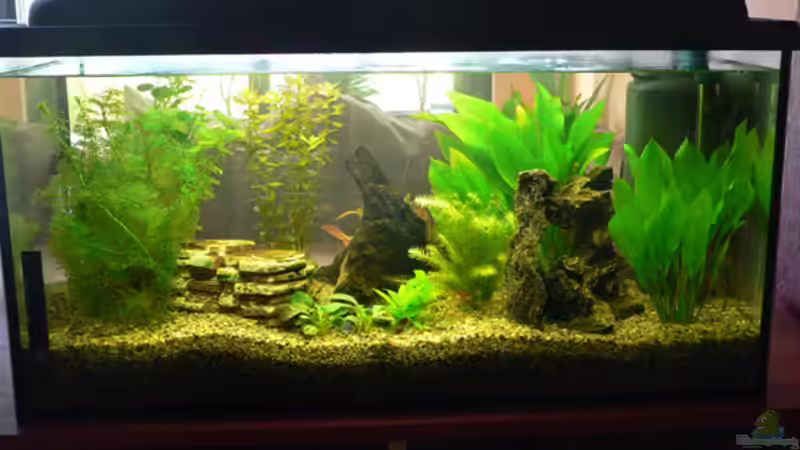 Aquarium Hauptansicht von Becken 6647 Aquarium Hauptansicht von Becken 6647