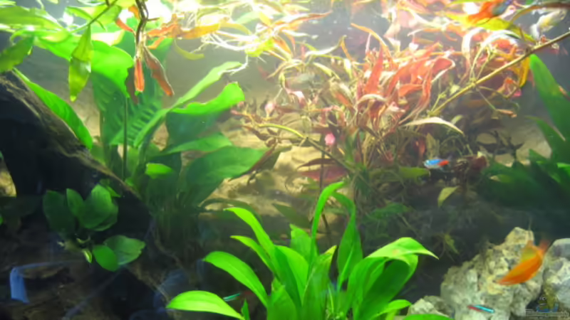 Aquarium Hauptansicht von Becken 6680 Aquarium Hauptansicht von Becken 6680