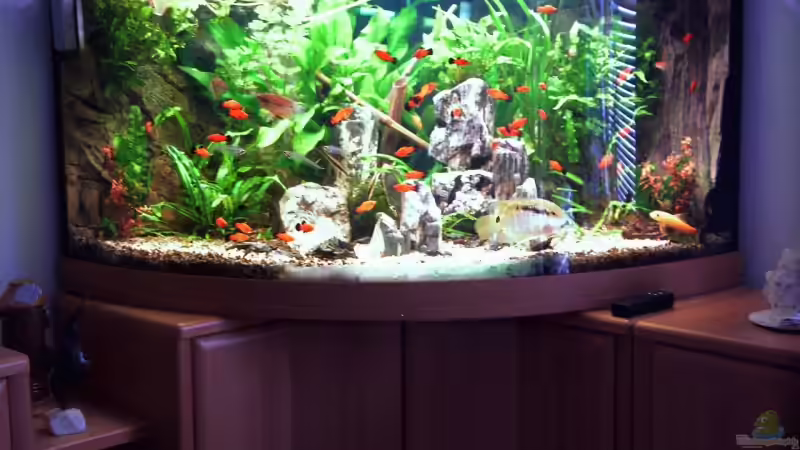 Aquarium Hauptansicht von Becken 6695 Aquarium Hauptansicht von Becken 6695