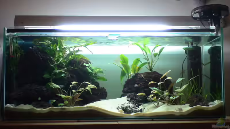 Aquarium Hauptansicht von Becken 6698 Aquarium Hauptansicht von Becken 6698