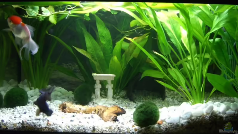 Aquarium Hauptansicht von Becken 6706 Aquarium Hauptansicht von Becken 6706