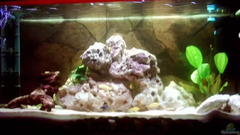 Aquarium Hauptansicht von Becken 671 Aquarium Hauptansicht von Becken 671