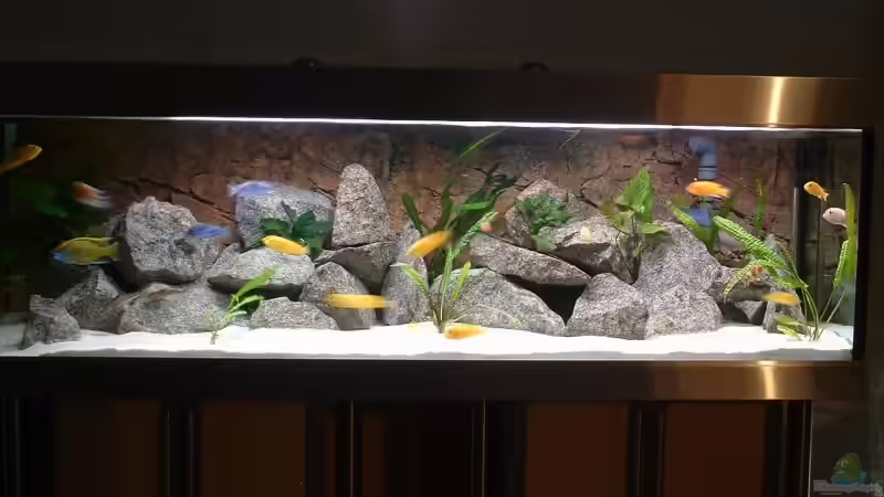 Aquarium Hauptansicht von Becken 6731 Aquarium Hauptansicht von Becken 6731