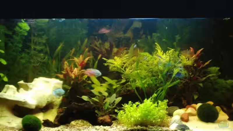 Aquarium Hauptansicht von Becken 6788 Aquarium Hauptansicht von Becken 6788