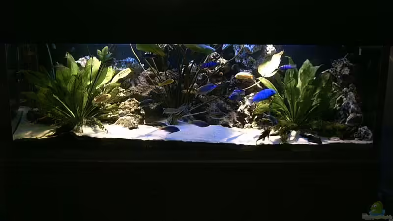 Aquarium Hauptansicht von Becken 679 Aquarium Hauptansicht von Becken 679