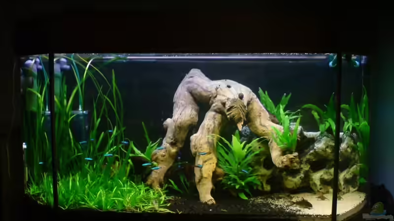 Aquarium Hauptansicht von Becken 6836 Aquarium Hauptansicht von Becken 6836