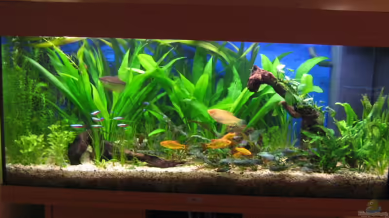 Aquarium Hauptansicht von Becken 6867 Aquarium Hauptansicht von Becken 6867