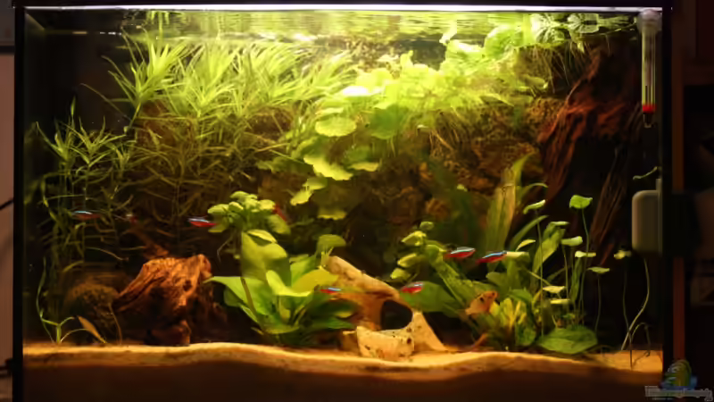 Aquarium Hauptansicht von Becken 6930 Aquarium Hauptansicht von Becken 6930