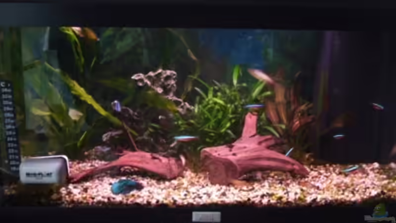 Aquarium Hauptansicht von Becken 6943 Aquarium Hauptansicht von Becken 6943