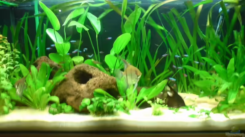 Aquarium Hauptansicht von Becken 6979 Aquarium Hauptansicht von Becken 6979