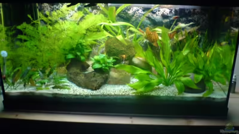 Aquarium Hauptansicht von Becken 6996 Aquarium Hauptansicht von Becken 6996