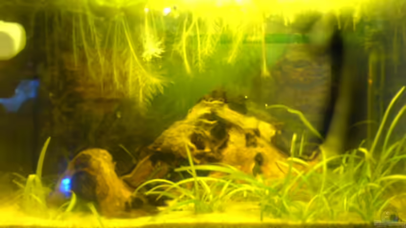 Aquarium Hauptansicht von Becken 7070 Aquarium Hauptansicht von Becken 7070