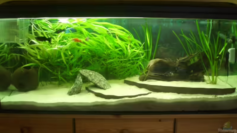 Aquarium Hauptansicht von Becken 7087 Aquarium Hauptansicht von Becken 7087