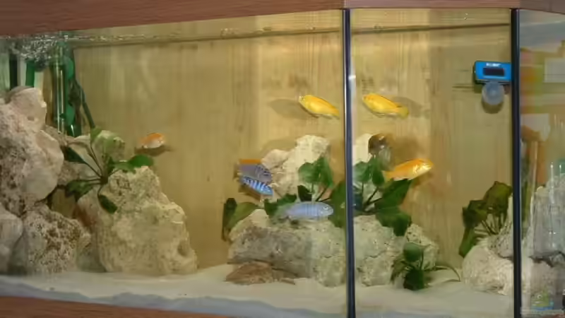 Aquarium Hauptansicht von Becken 7135 Aquarium Hauptansicht von Becken 7135