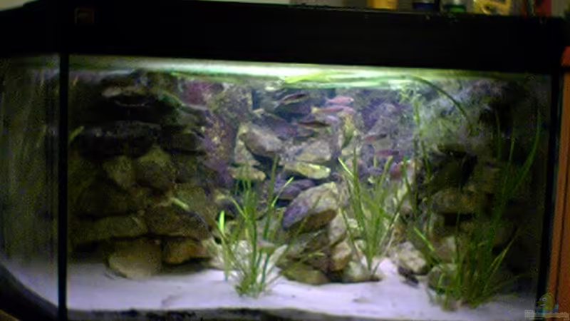 Aquarium Hauptansicht von Becken 714 Aquarium Hauptansicht von Becken 714