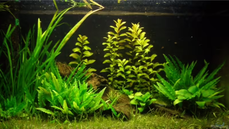 Aquarium Hauptansicht von Becken 7189 Aquarium Hauptansicht von Becken 7189